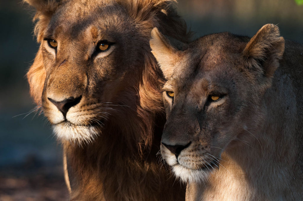 Lions, Panthera leo, Chief Island, Moremi Game Reserve, Okavango Delta, Botswana.