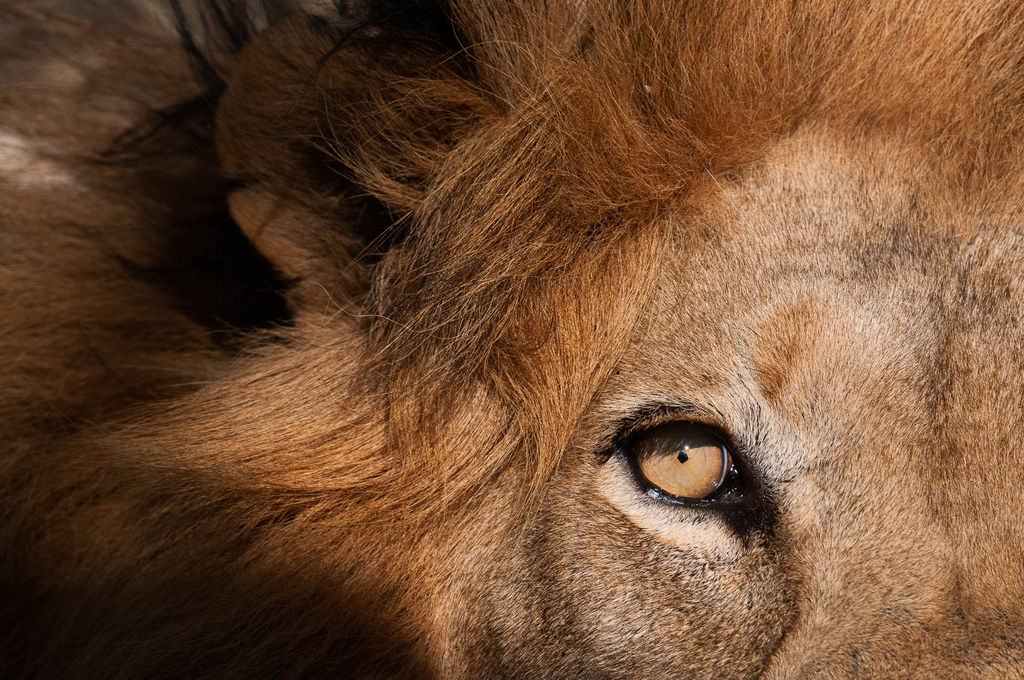 Close up of a lion eye (Panthera leo), Kapama Game Reserve, South Africa.