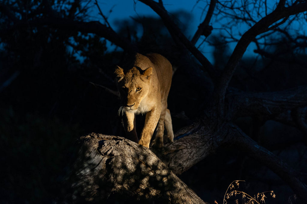 A lioness, Panthera leo, walking along a fallen tree trunk at night.