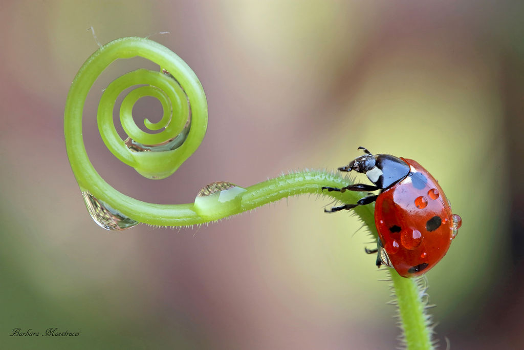 coccinella-2
