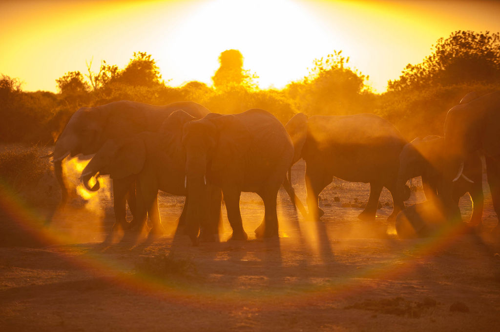 African elephants (Loxodonta africana) in the dust, Chobe National Park, Botswana.