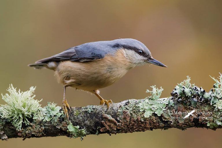 Fotografia naturalistica: piccolo uccello sul ramo di licheni