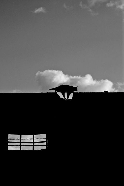 Gatto in silhouette sul tetto: fotografia in bianco e nero