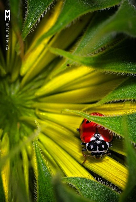 Macrofotografia: la coccinella tra foglie verdi e gialle
