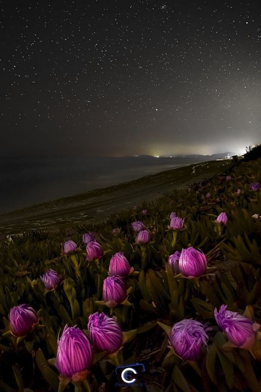 Fiori rosa e cielo stellato: la fotografia di Emanuele Cantelli
