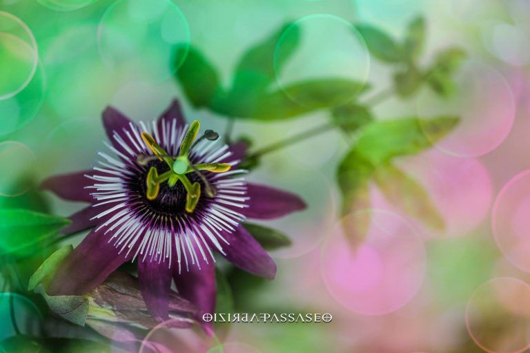Passiflora dai colori vividi e bokeh creativo: la foto di Fabrizio Passaseo