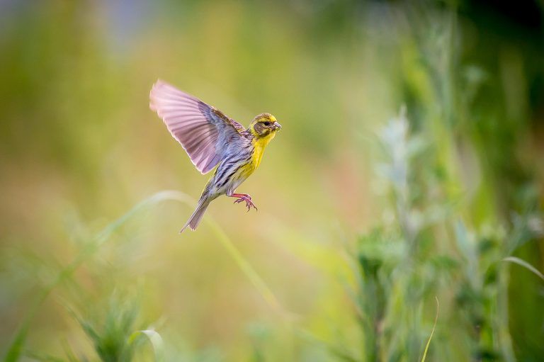 Uccello in volo: la fotografia di Francesco Peruch
