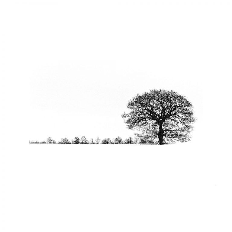Fotografia minimalista in bianco e nero: l’albero solitario nella neve