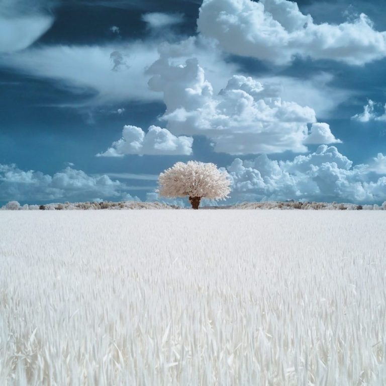Paesaggio con albero solitario e cielo drammatico — Andrea Stanchi
