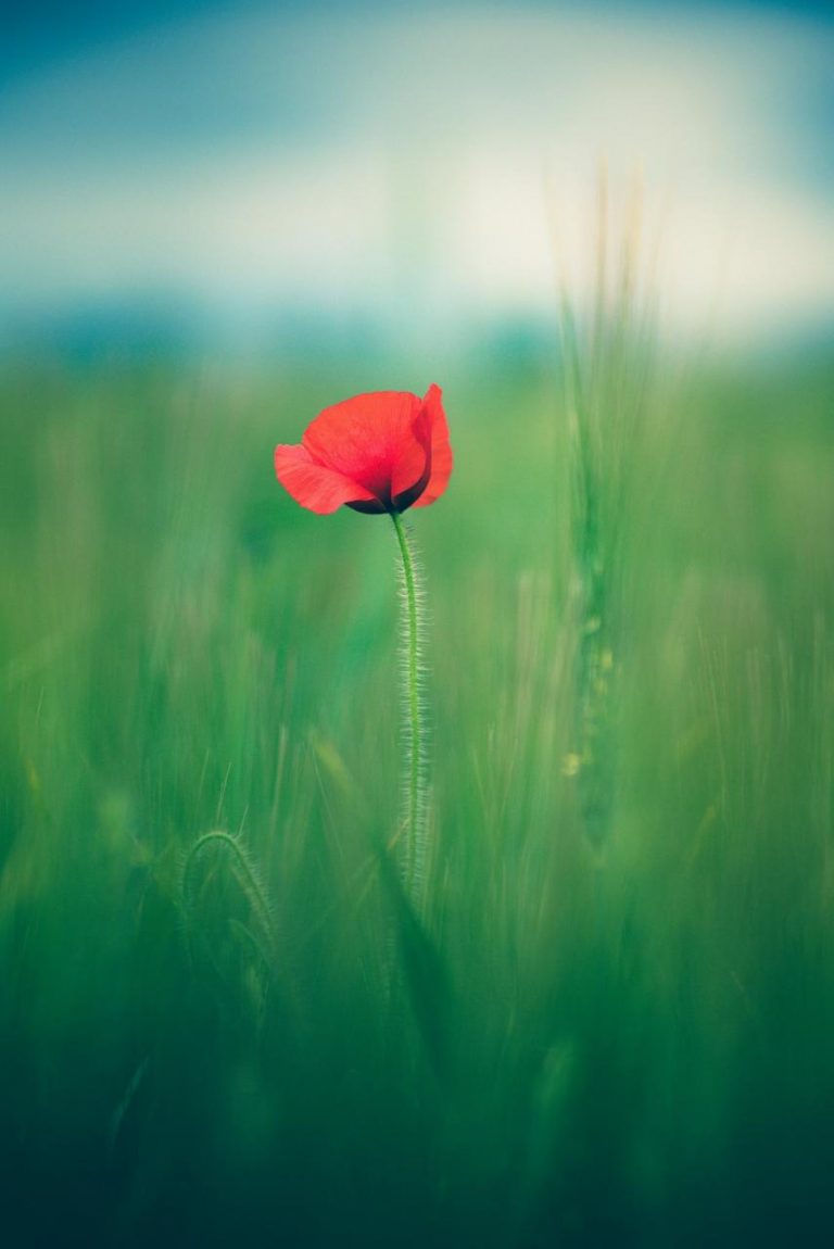 Papavero rosso nel campo verde: analisi della fotografia