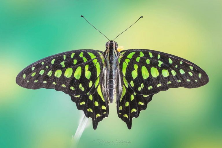 Farfalla simmetrica su sfondo verde-turchese: Marco D'abbruzzi