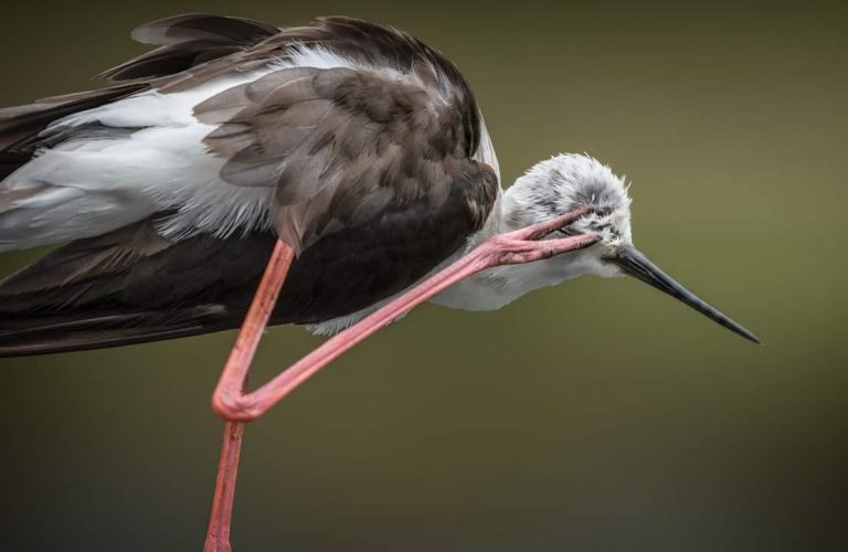 Uccello in tensione grafica: collo, becco e zampe rosa