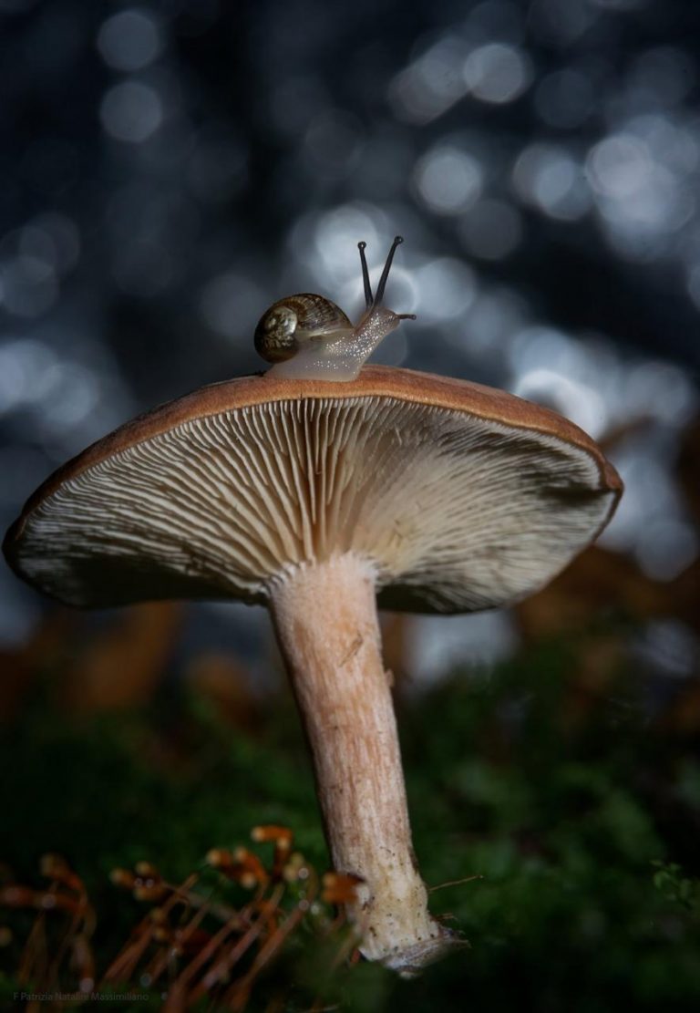 Lumaca sul fungo: prospettiva dal basso e bokeh nel bosco
