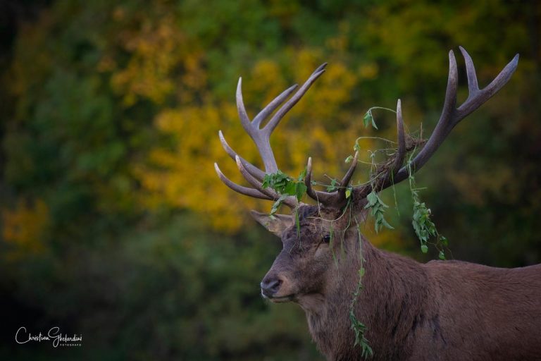 Cervo tra rami e foglie: un ritratto naturalistico di Christian Ghelardini
