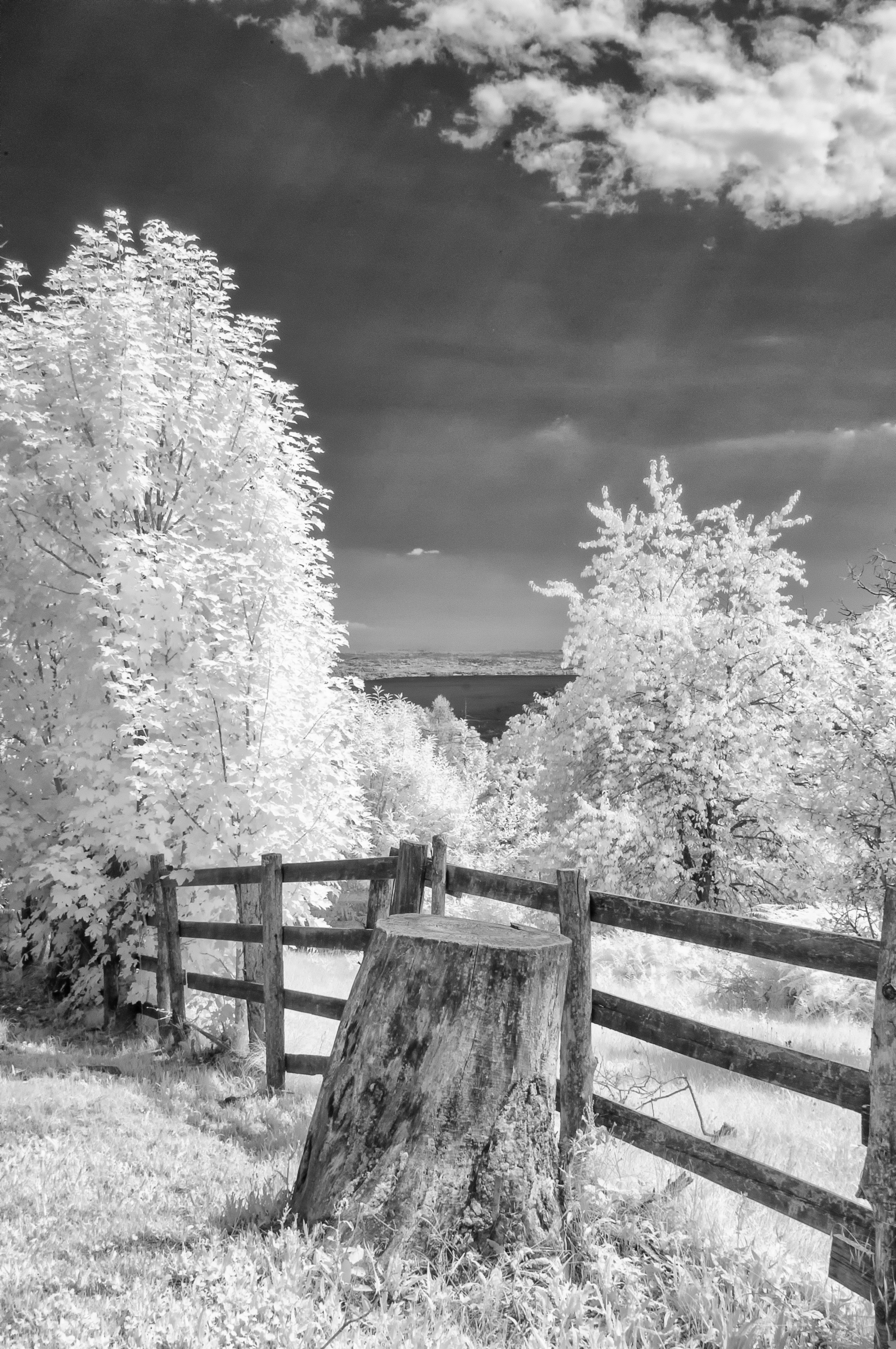 Infrared Vision: contrasto e malinconia tra albero luminoso, cielo scuro e texture tattile