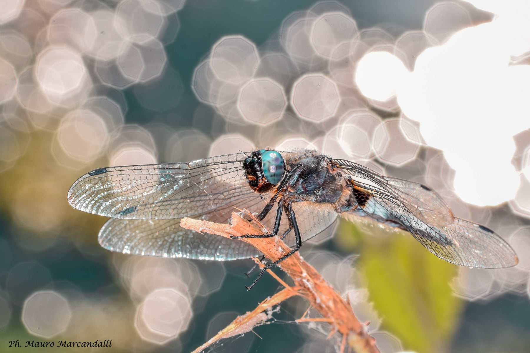 Dettaglio, gestione della luce e bokeh geometrico in una macro di libellula by Mauro Angelo Marcandalli
