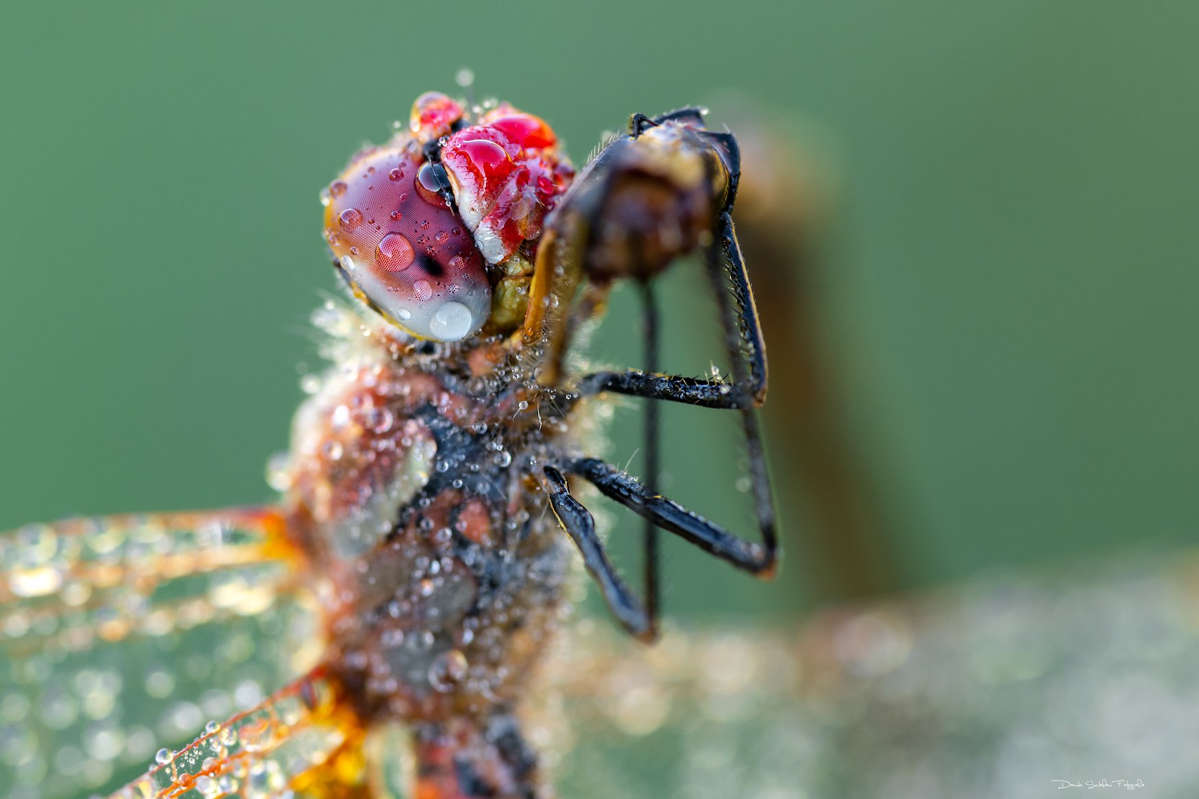 Davide Sclafani: micro-ritratto di una mosca tra texture, luce e profondità