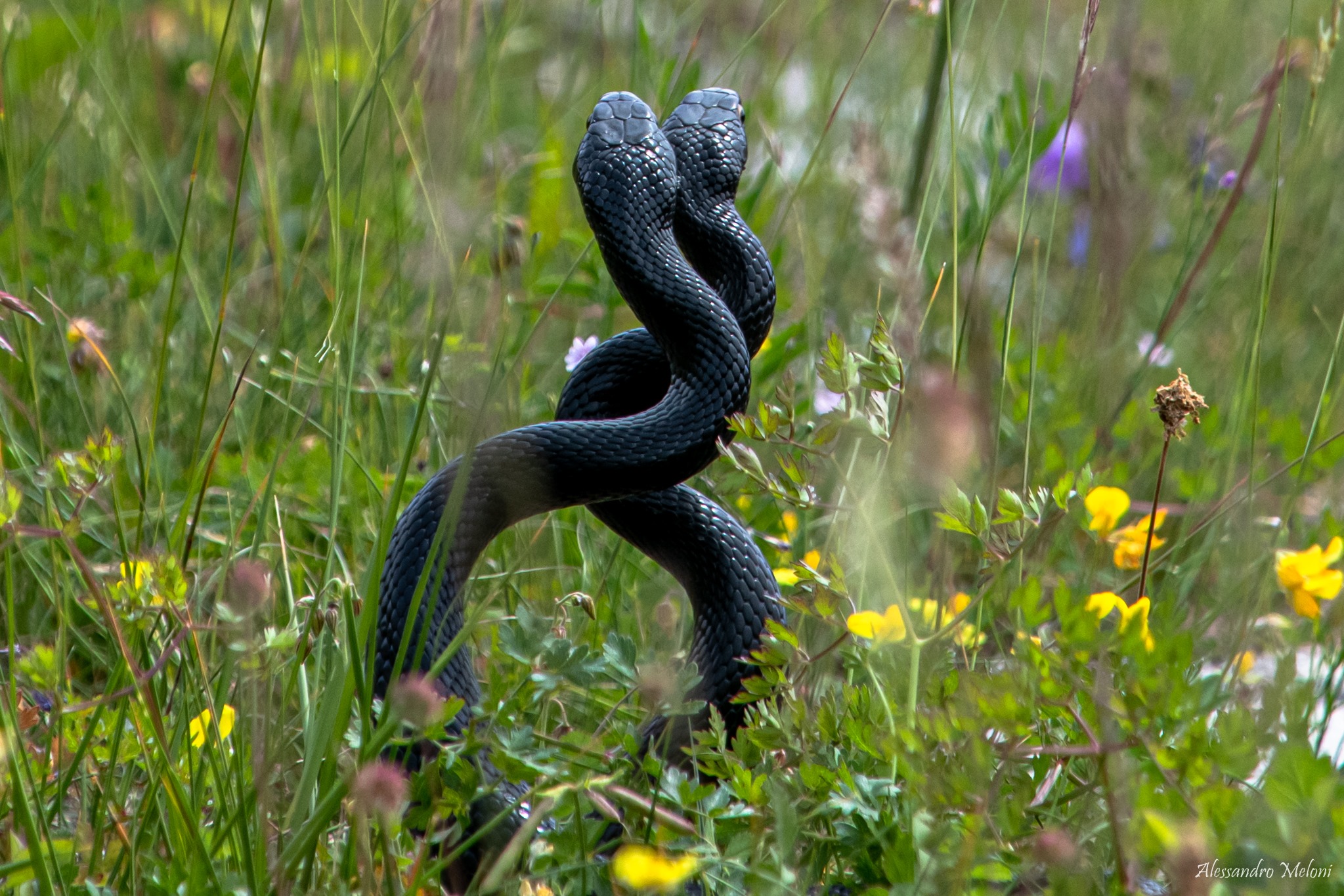 Vipera in primo piano tra erba alta: tensione, texture e profondità visiva