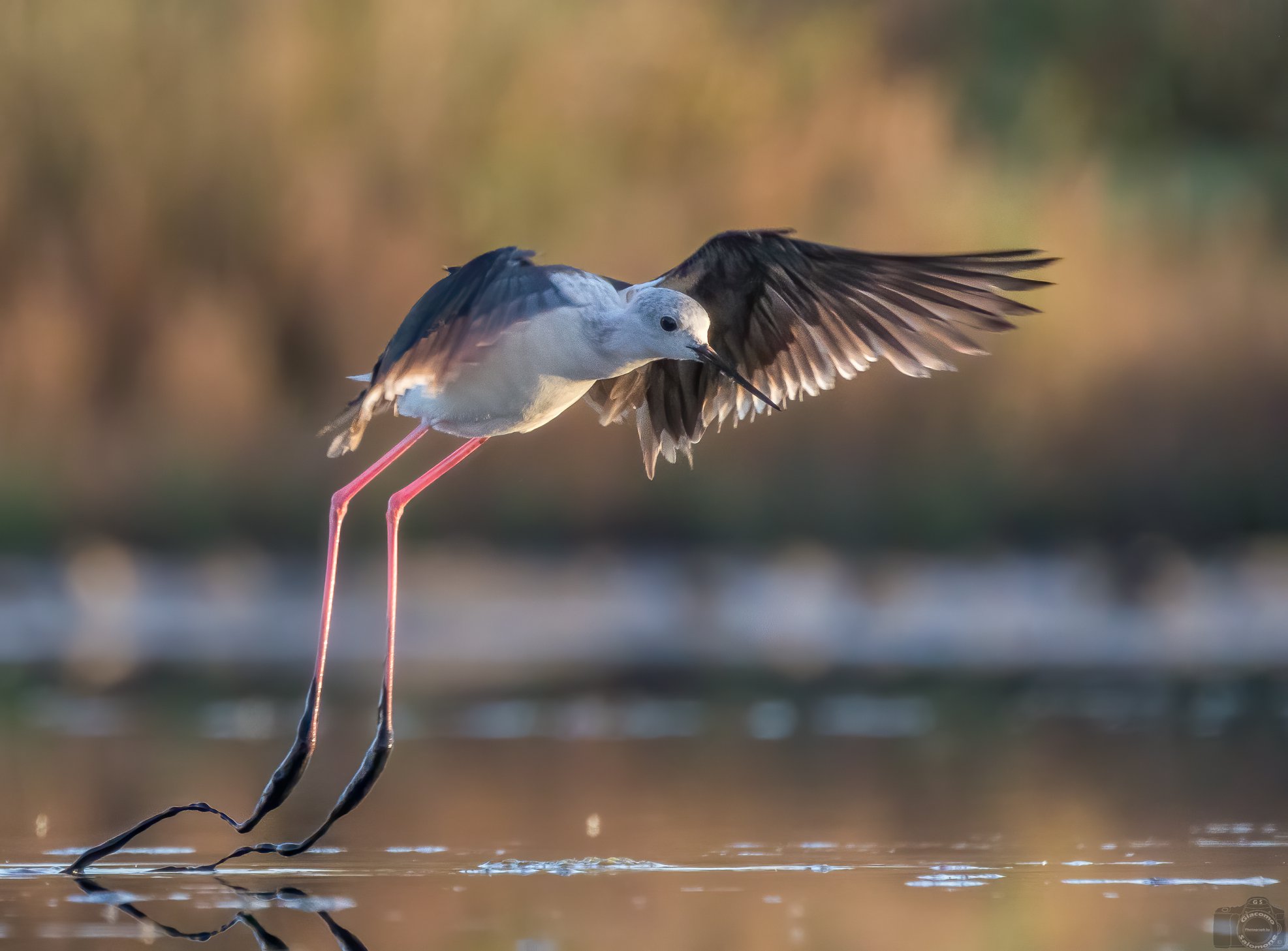 Dettaglio e dinamismo: uccello in volo con sfondo morbido e luci calde
