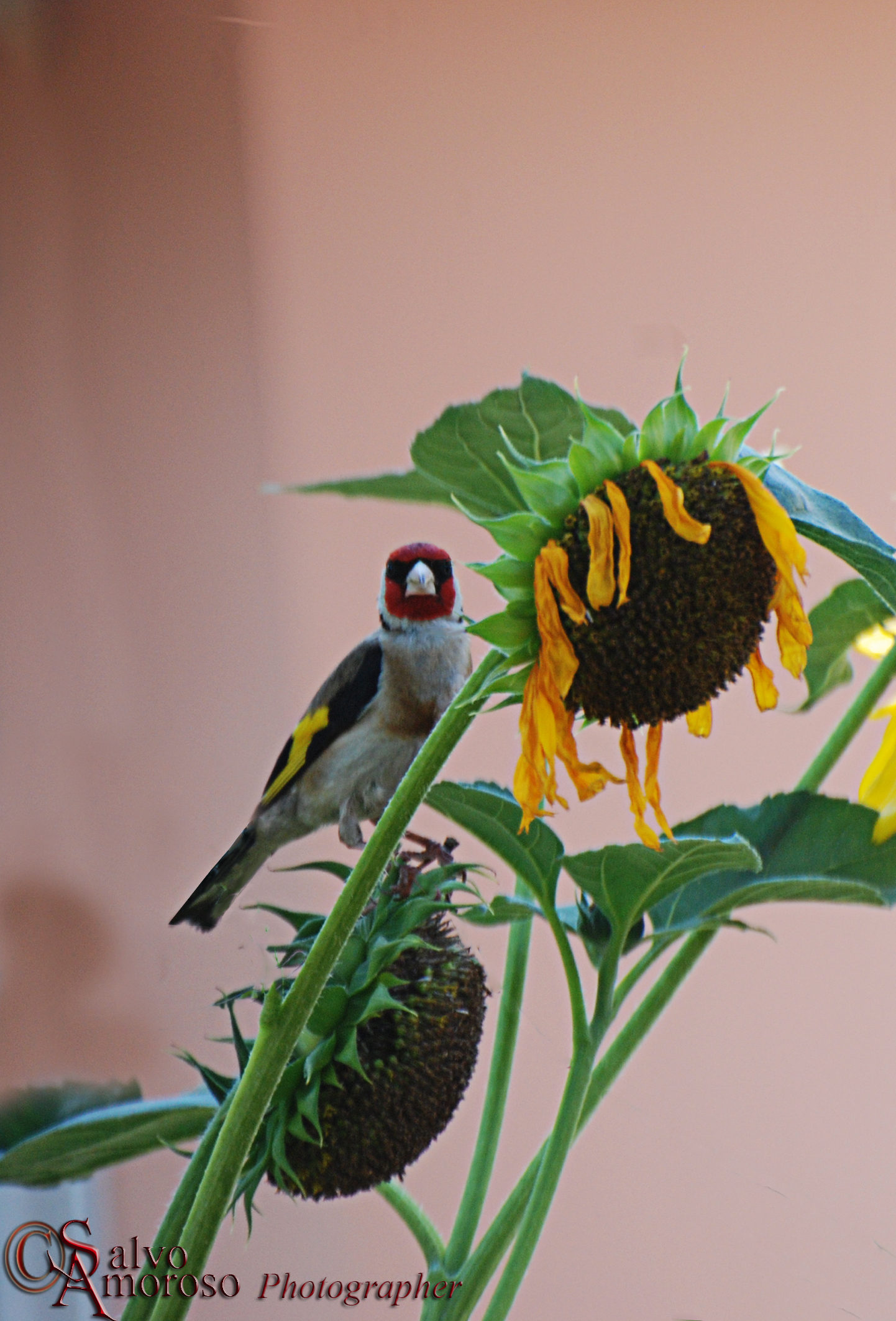 Cardellino tra girasoli: lettura della scena e gesto tra luce e colore