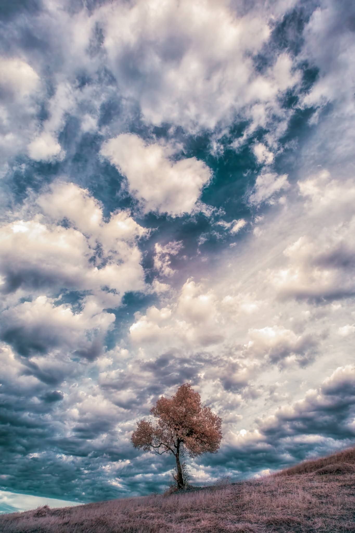 L’albero isolato sul colle: quieta potenza e cielo in movimento in Infrared Passion